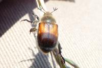 Anisoplia villosa