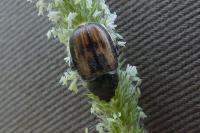 Anisoplia villosa