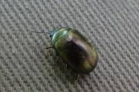 Chrysolina hyperici