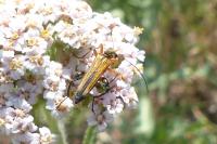 Oedemera podagrariae