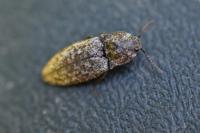 Agrypnus murinus