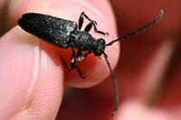 Stictoleptura scutellata