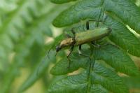 Chrysanthia viridissima