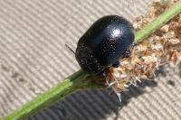 Chrysolina fuliginosa