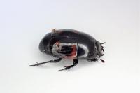 Hister quadrimaculatus