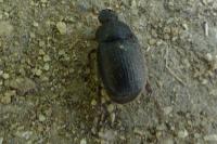 Maladera holosericea