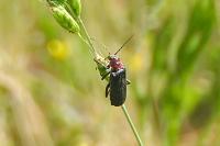 Cantharis rustica