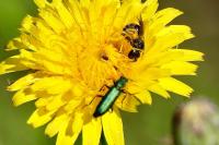 Psilothrix viridicoerulea
