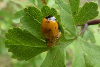 Coccinella septempunctata