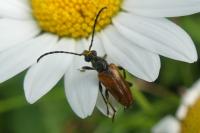 Pseudovadonia livida