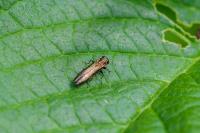 Agrilus