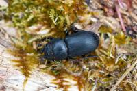 Dorcus parallelipipedus