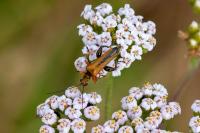 Oedemera podagrariae