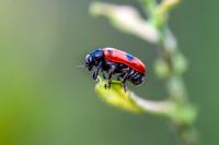 Clytra laeviuscula