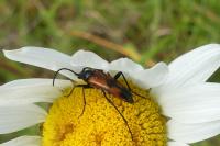 Stenurella bifasciata