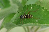 Clytus arietis