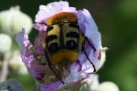 Trichius gallicus