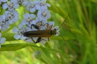 Oedemera podagrariae