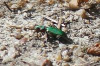 Cicindela campestris