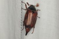 Melolontha melolontha