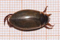 Colymbetes fuscus