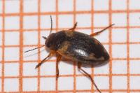 Hydroporus palustris