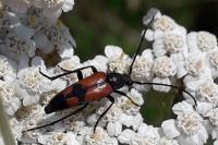 Stenurella bifasciata