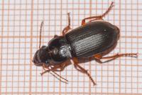 Pseudoophonus rufipes