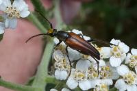 Stenurella bifasciata