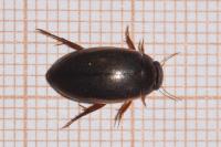 Ilybius fuliginosus