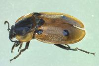 Dendroxena quadrimaculata