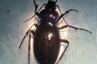 Carabus problematicus