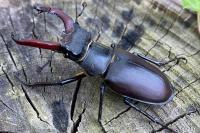 Lucanus cervus