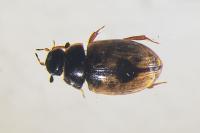 Cercyon unipunctatus
