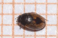 Cercyon unipunctatus