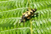 Rutpela maculata