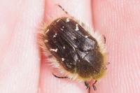 Tropinota hirta