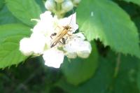 Oedemera podagrariae