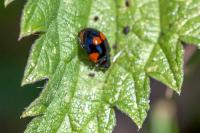 Adalia bipunctata