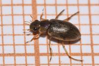 Berosus affinis
