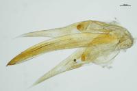 Berosus affinis