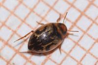 Hygrotus inaequalis