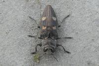 Chrysobothris