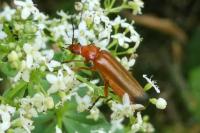 Rhagonycha fulva