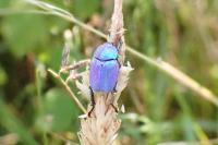Hoplia coerulea