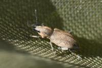Tanymecus palliatus