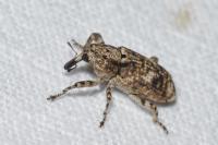 Gasterocercus depressirostris