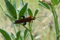 Oedemera podagrariae