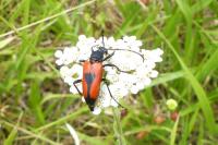 Stictoleptura cordigera