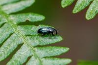 Aulacobaris coerulescens